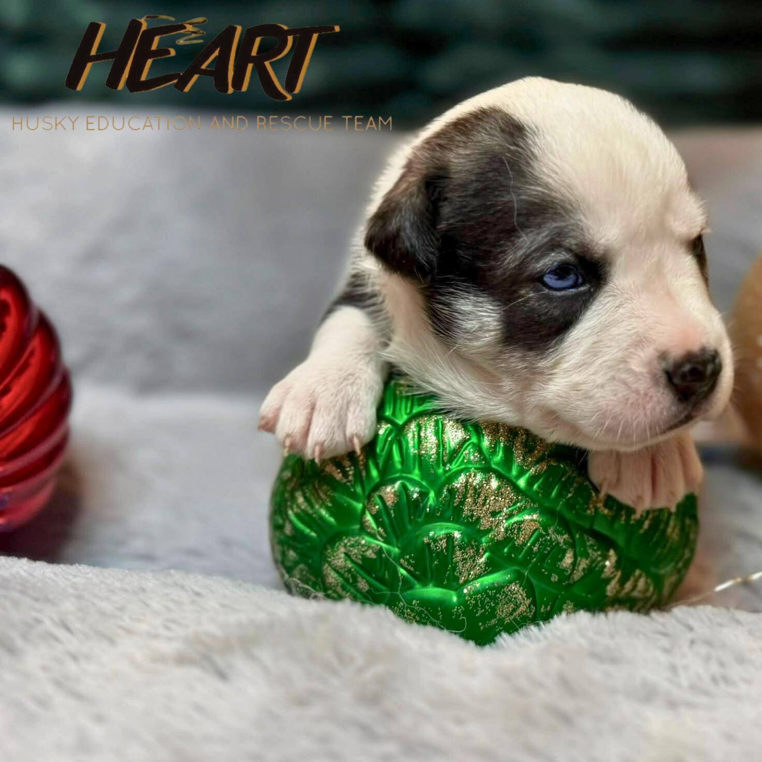 Velma, a Adoptable Siberian Husky in Millersville, MD image 3/3