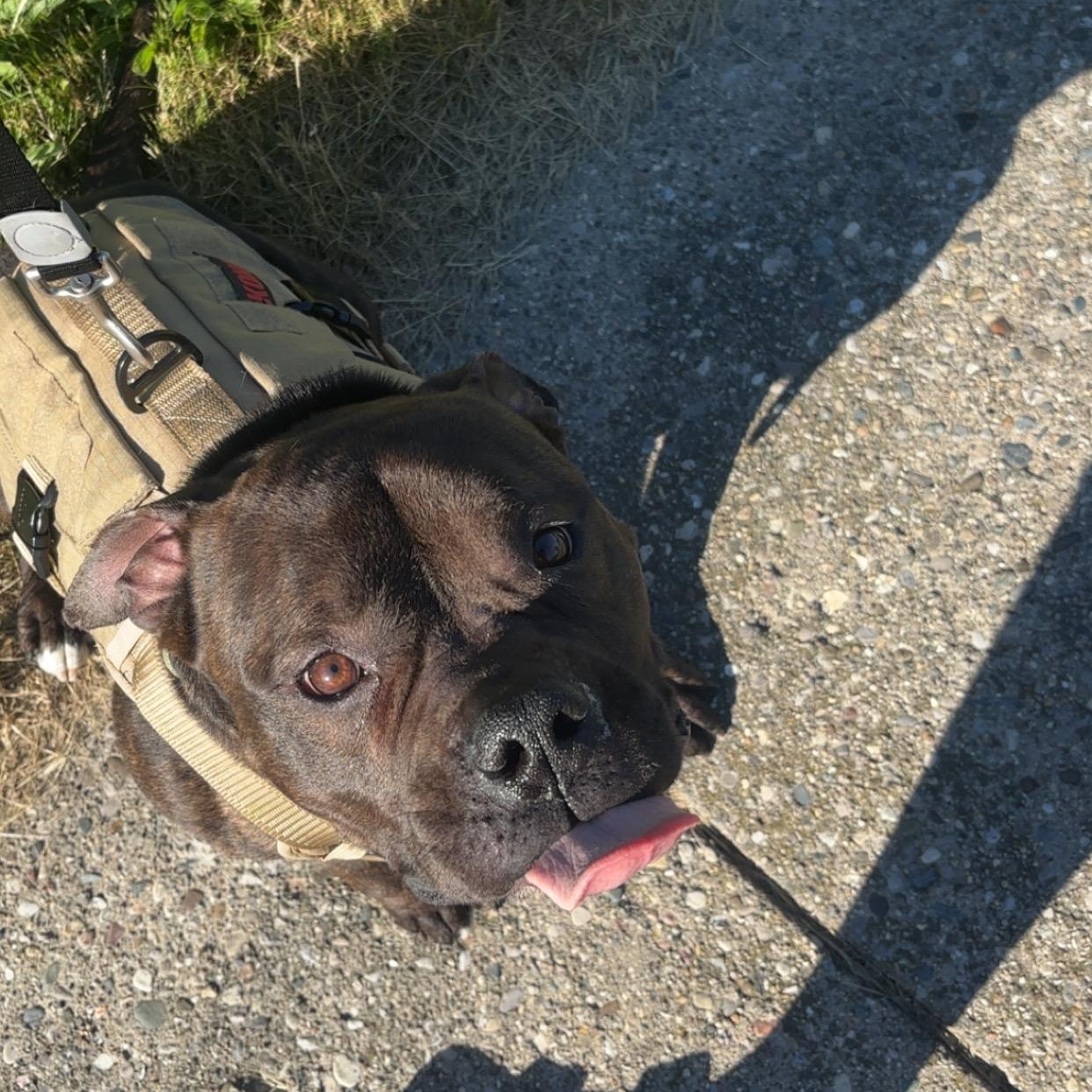 Enlarge Nugget, a ADOPTABLE mixed breed in Grand Blanc, MI image 5/6