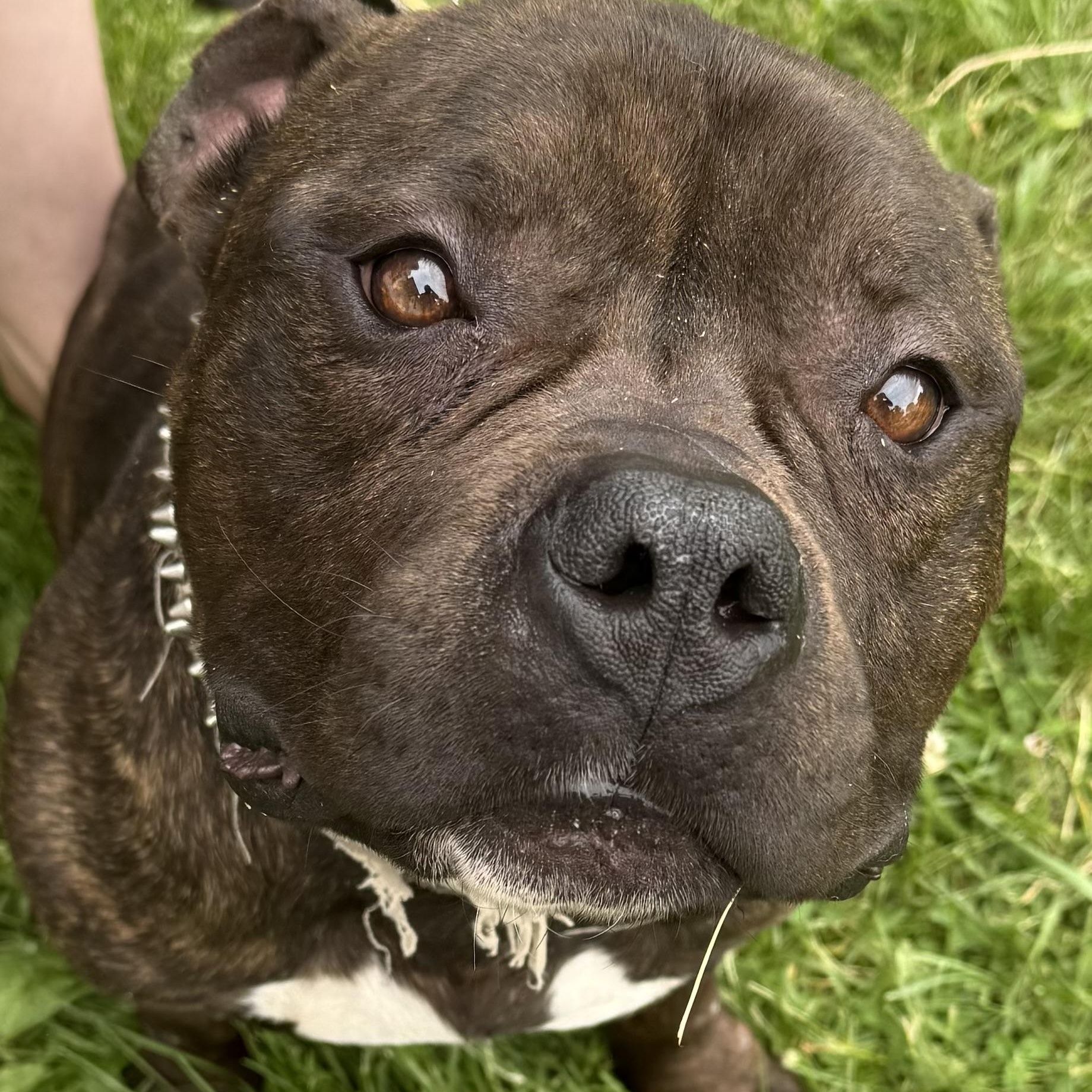 Enlarge Nugget, a ADOPTABLE mixed breed in Grand Blanc, MI image 2/6