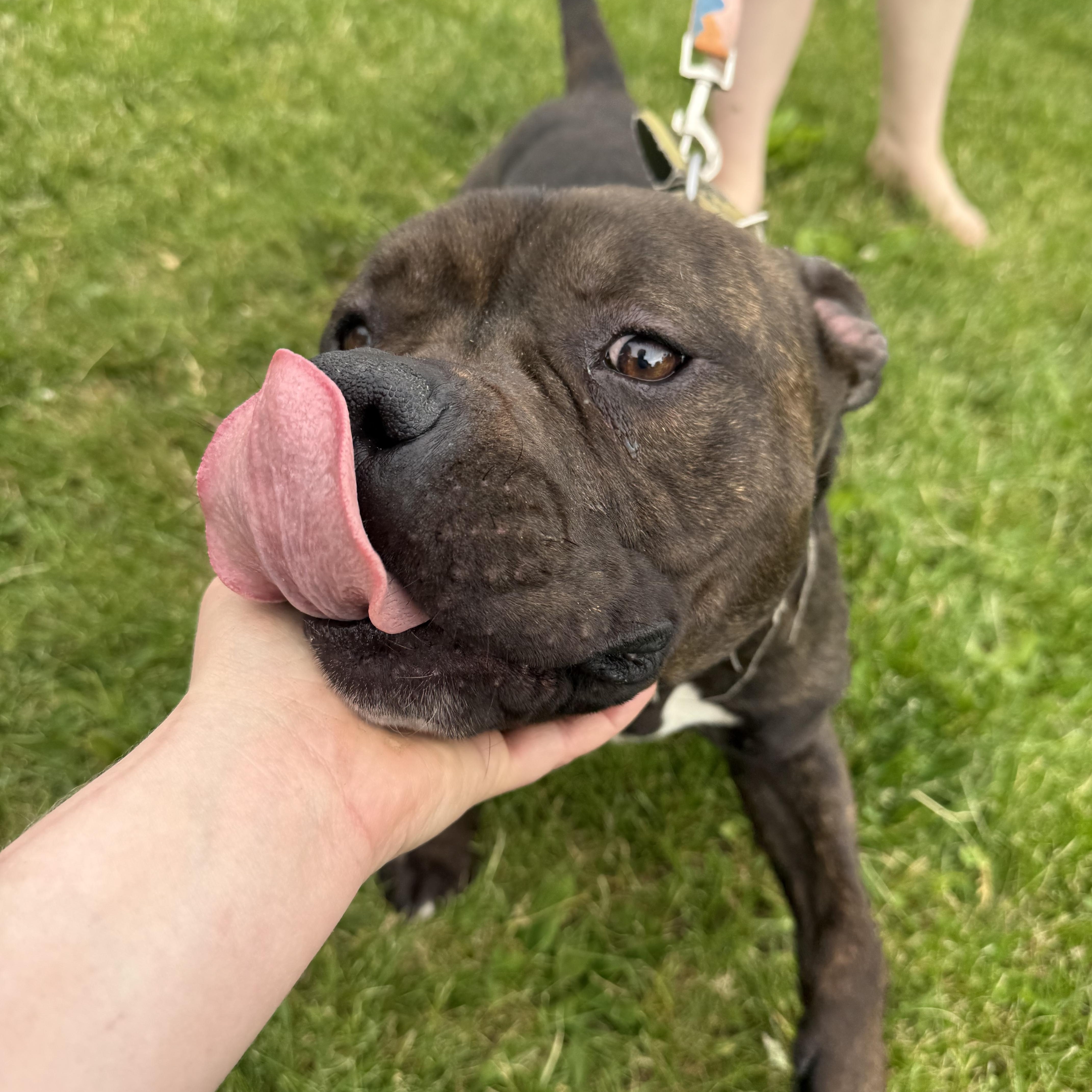 Enlarge Nugget, a ADOPTABLE mixed breed in Grand Blanc, MI image 3/6