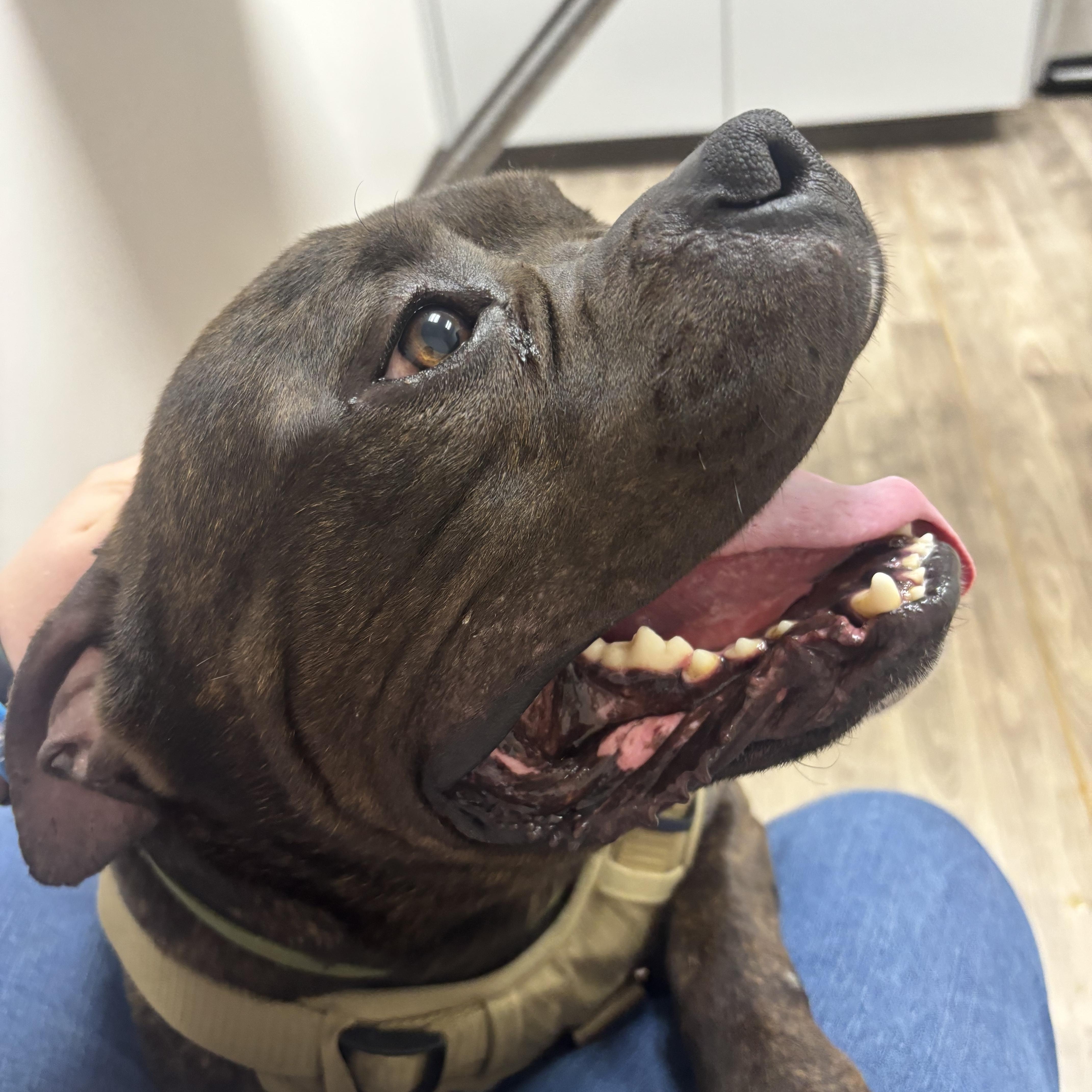 Enlarge Nugget, a ADOPTABLE mixed breed in Grand Blanc, MI image 4/6