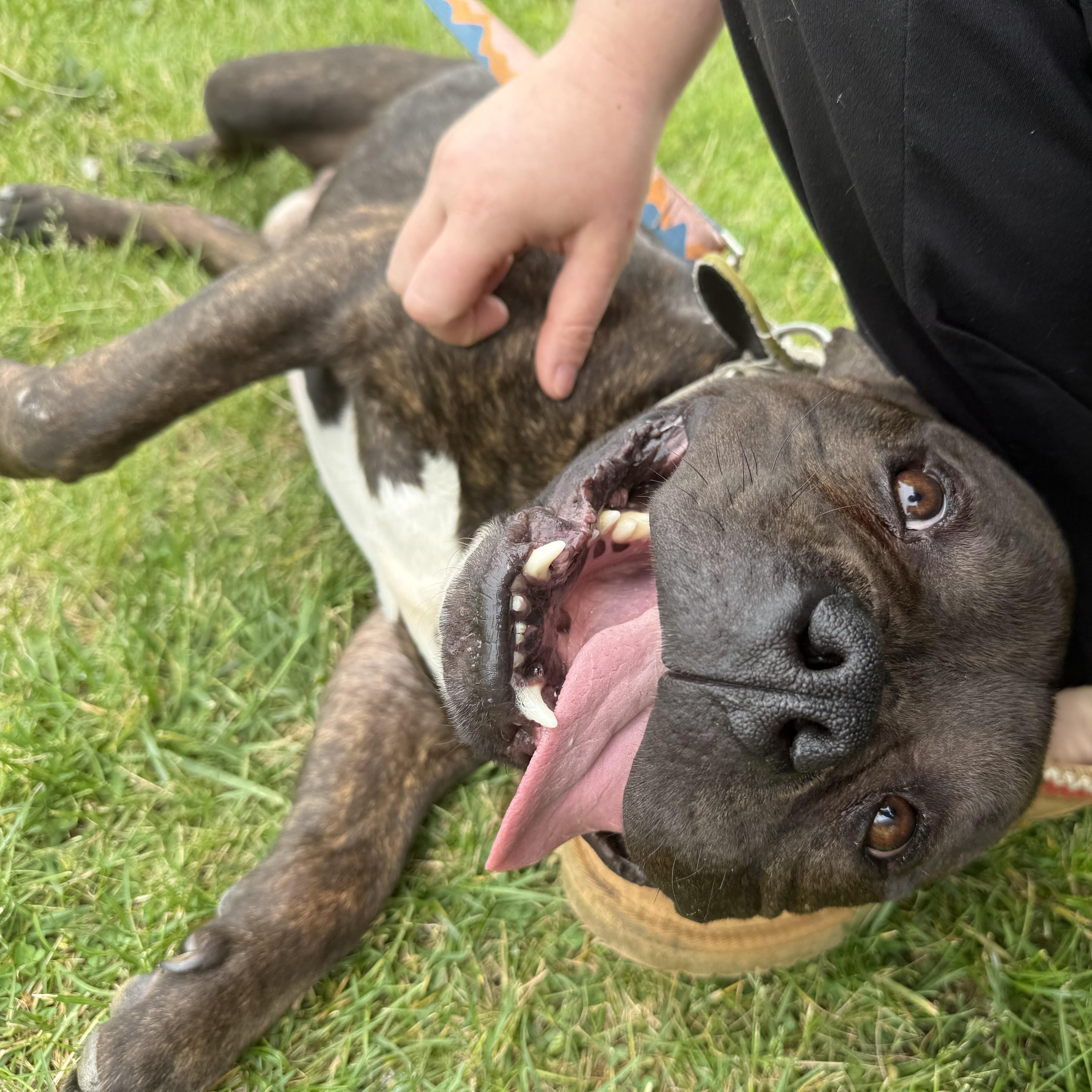 Enlarge Nugget, a ADOPTABLE mixed breed in Grand Blanc, MI image 1/6