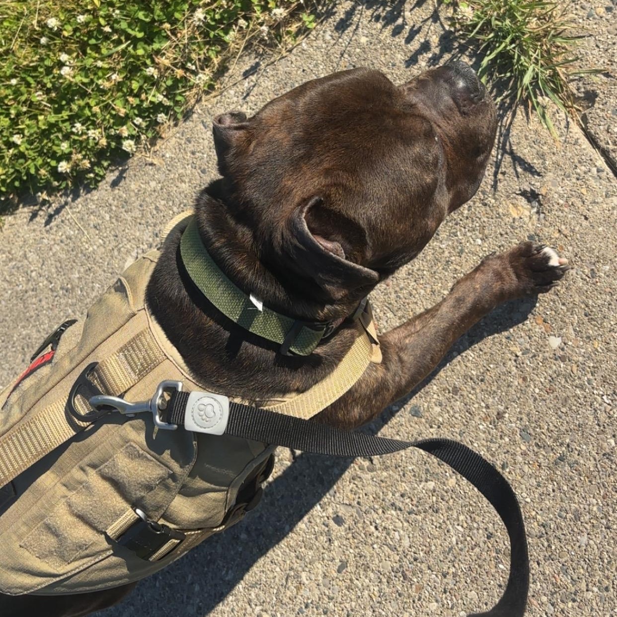 Enlarge Nugget, a ADOPTABLE mixed breed in Grand Blanc, MI image 6/6