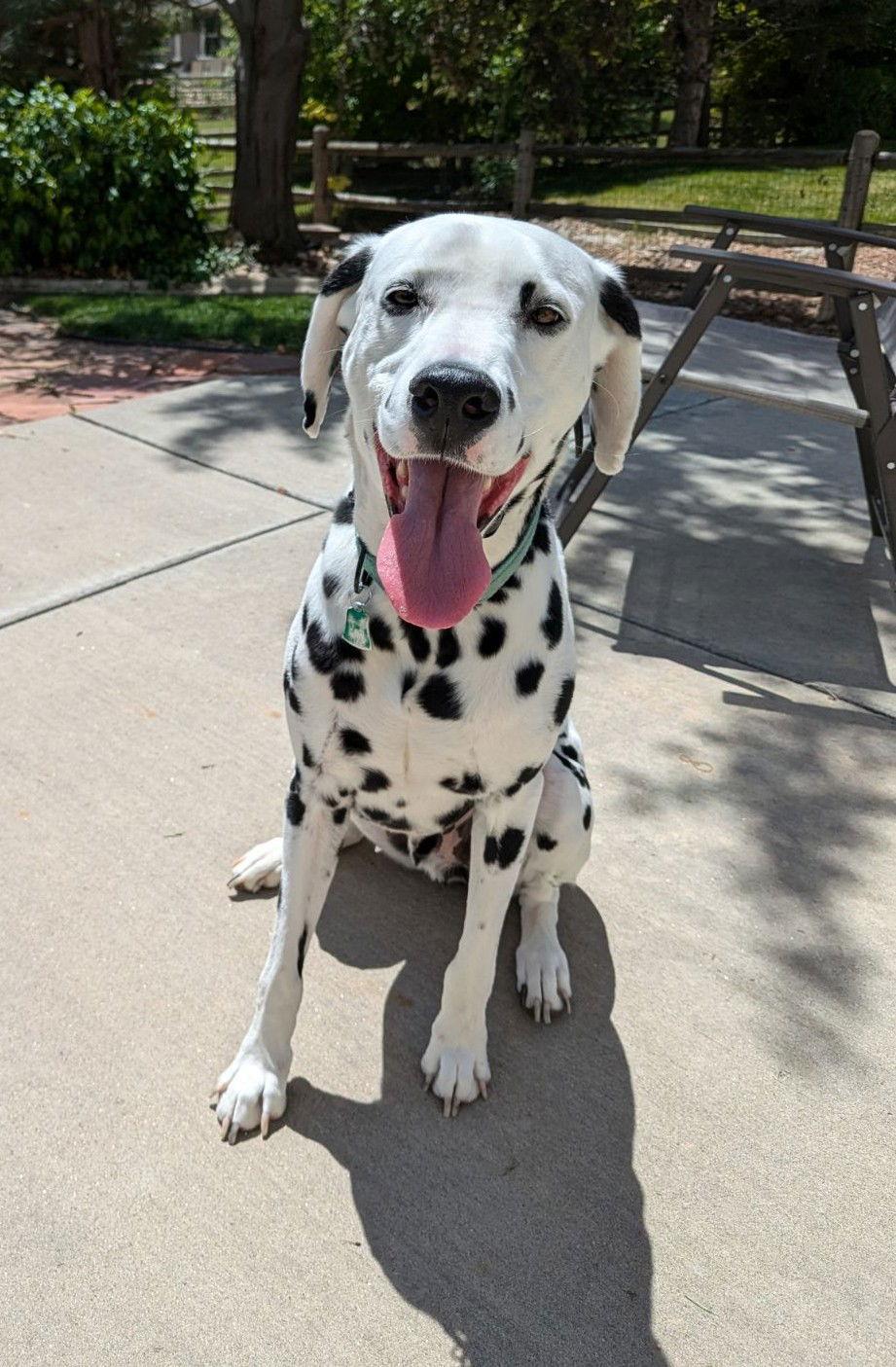 Pippin, Adoptable, Adult Male Dalmatian.