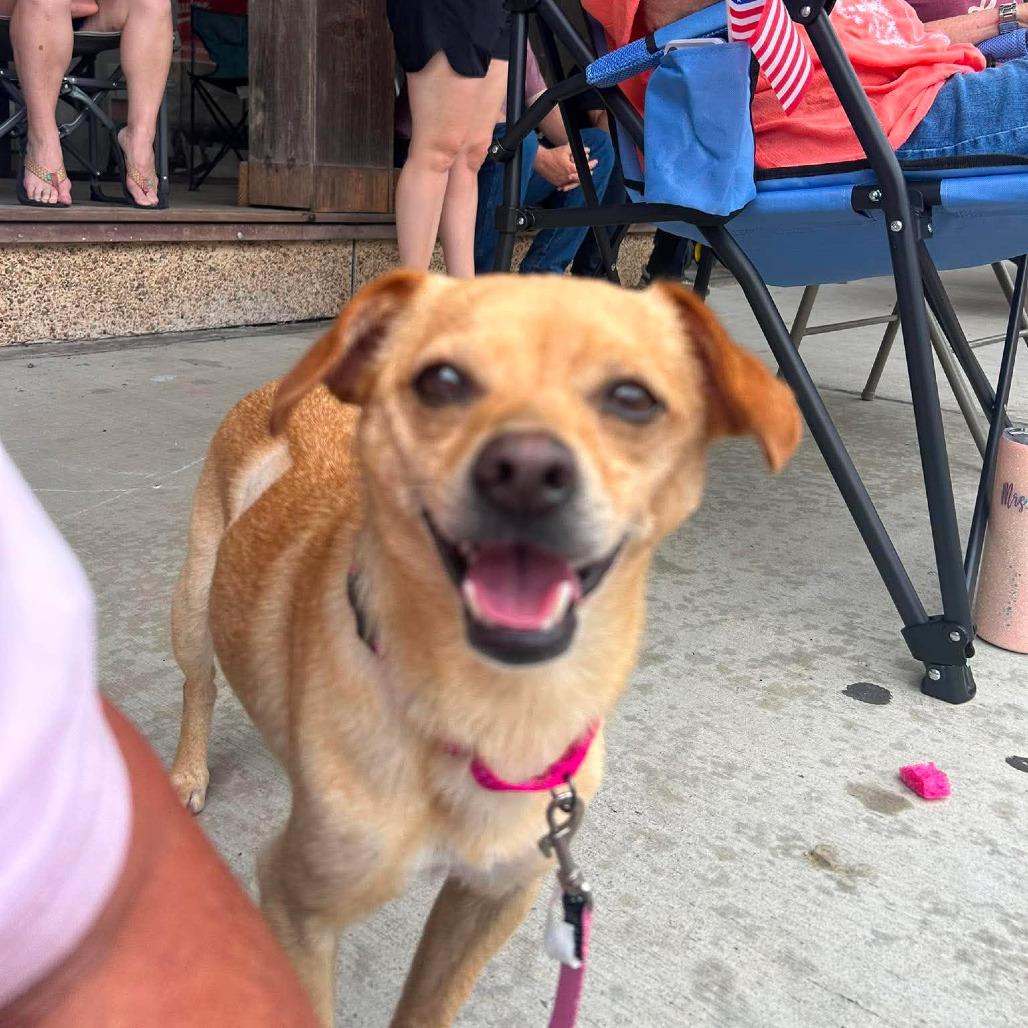 Eddie, Adoptable, Adult Male Chihuahua.
