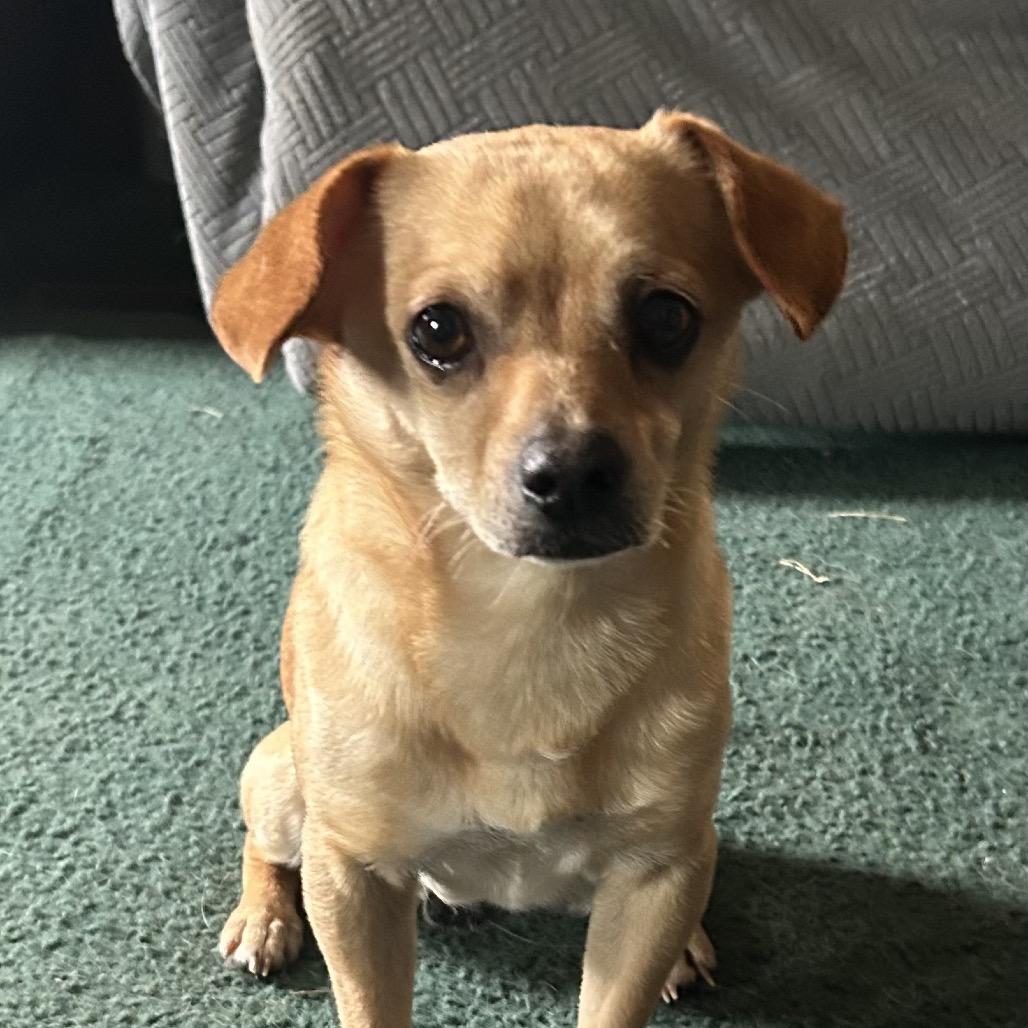 Eddie, a Adoptable Chihuahua in Montgomery, TX image 2/3