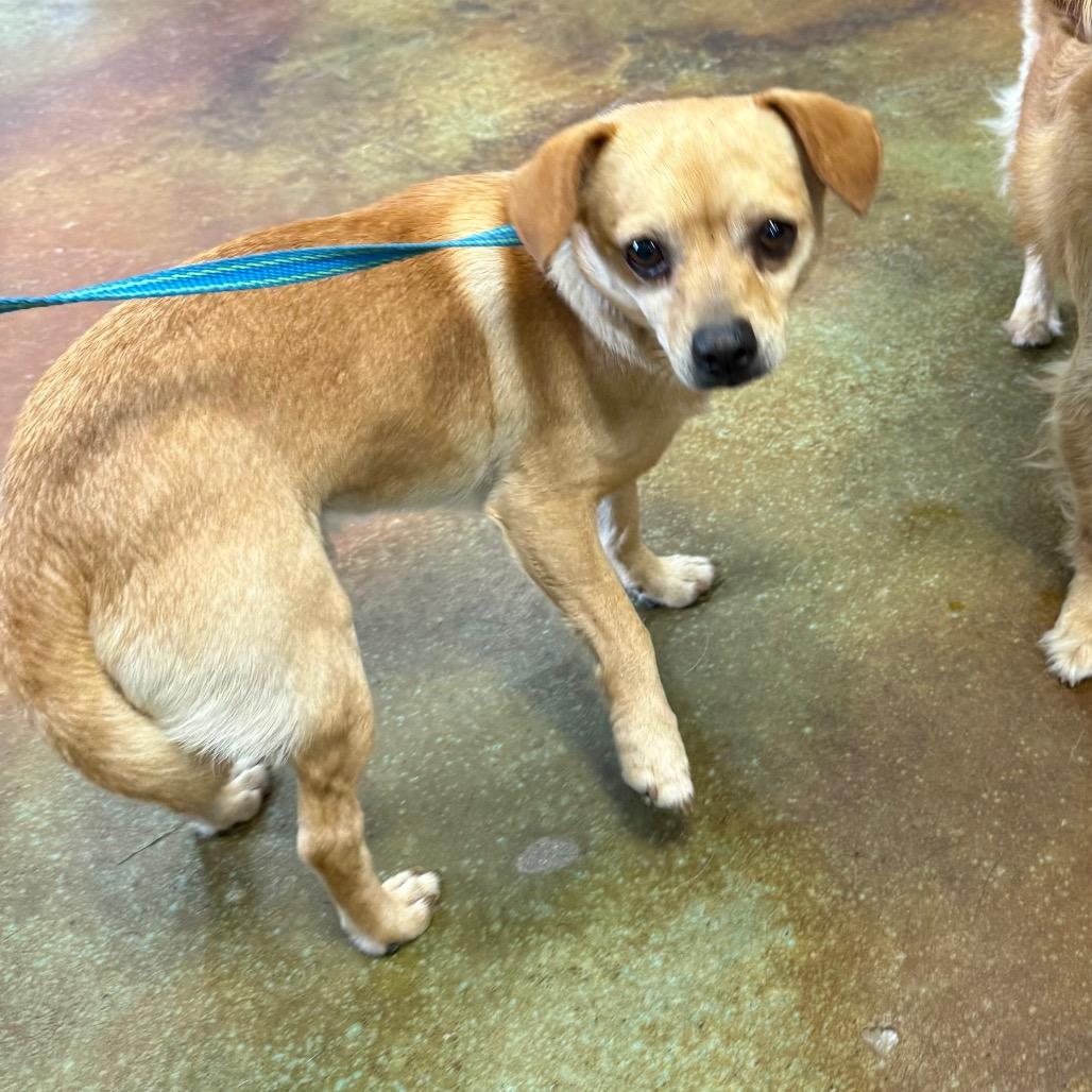 Eddie, a Adoptable Chihuahua in Montgomery, TX image 3/3