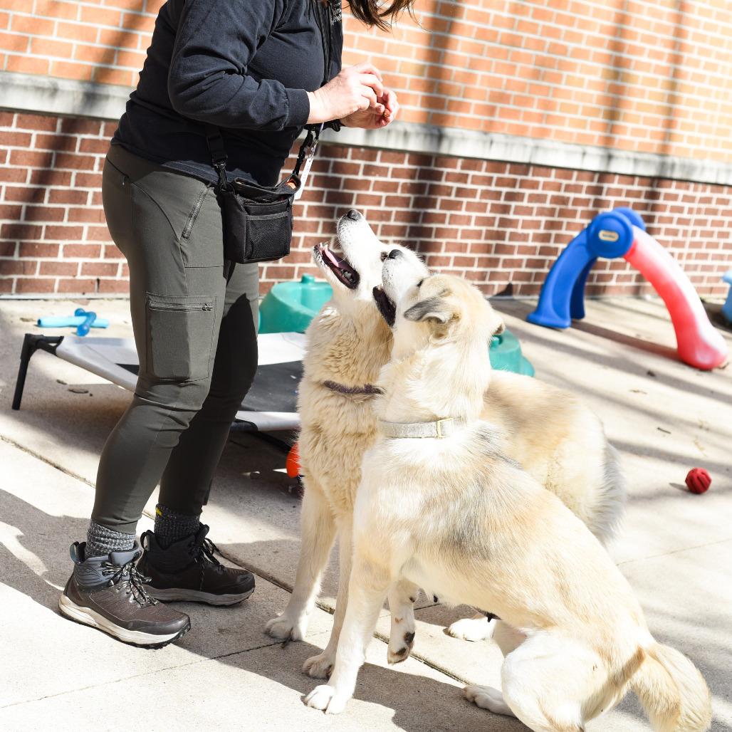 Pink, Adoptable, Adult Female Great Pyrenees & Husky.