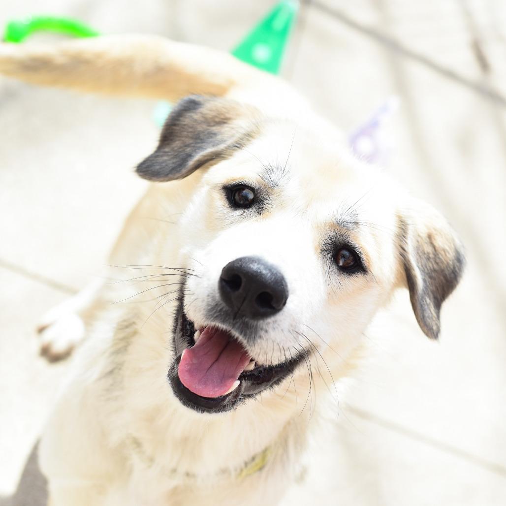 Enlarge Pink, a Adoptable mixed breed in Grand Rapids, MI image 2/5