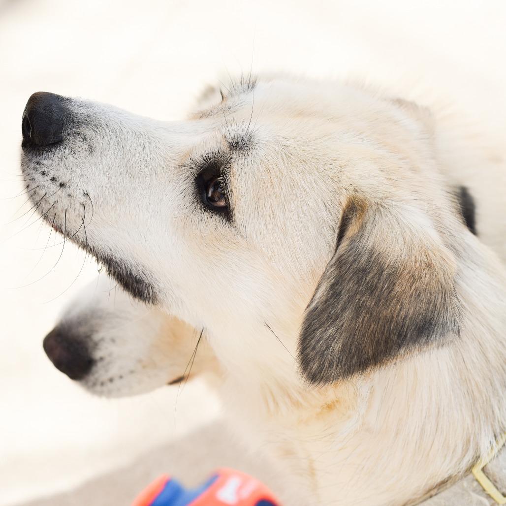 Enlarge Pink, a Adoptable mixed breed in Grand Rapids, MI image 3/5