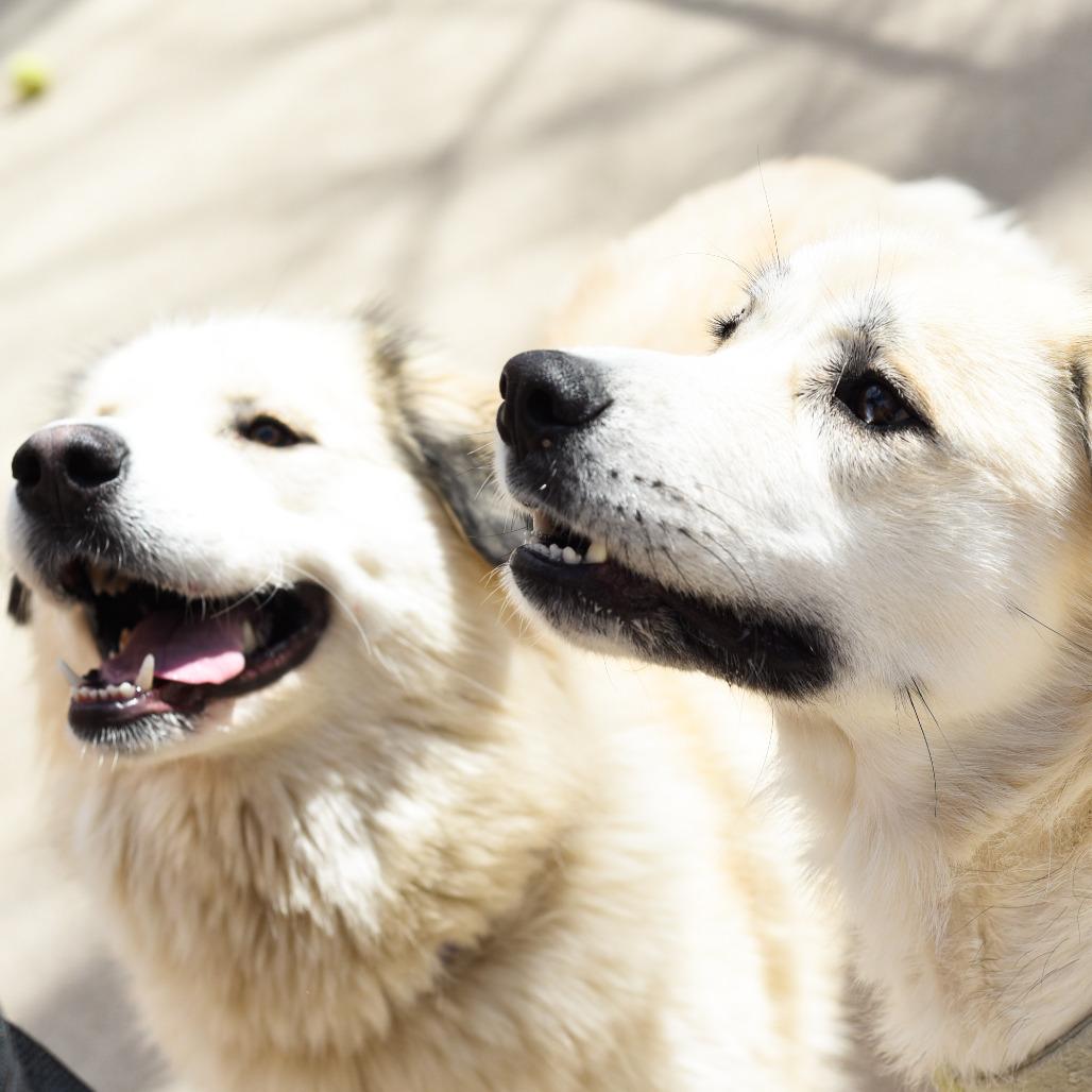 Enlarge Pink, a Adoptable mixed breed in Grand Rapids, MI image 4/5