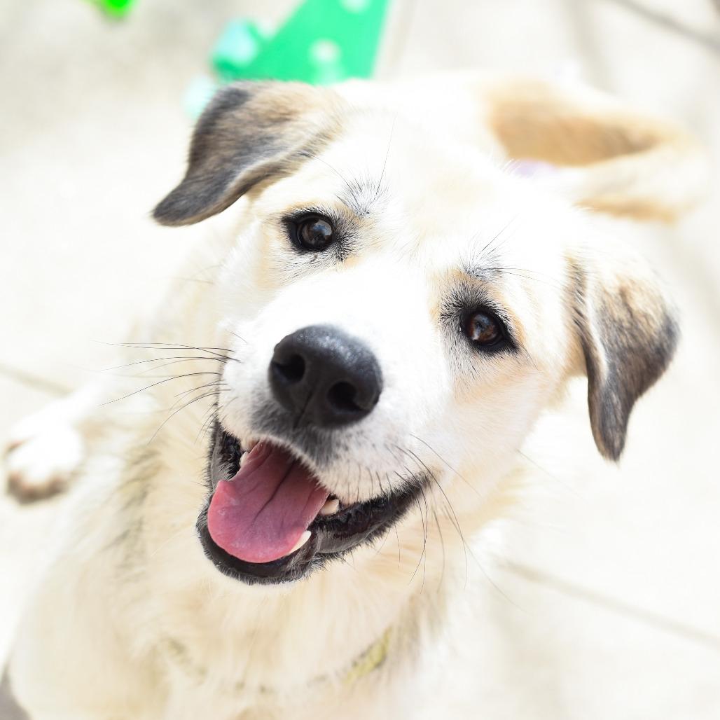 Enlarge Pink, a Adoptable mixed breed in Grand Rapids, MI image 5/5