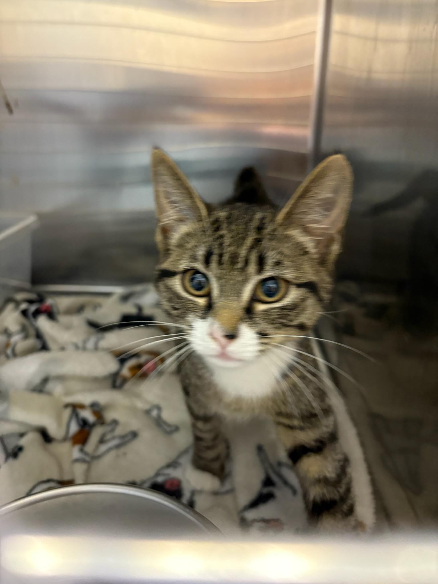 Enlarge Cady Heron, an adopted Domestic Short Hair in Norwalk, CT image 2/2