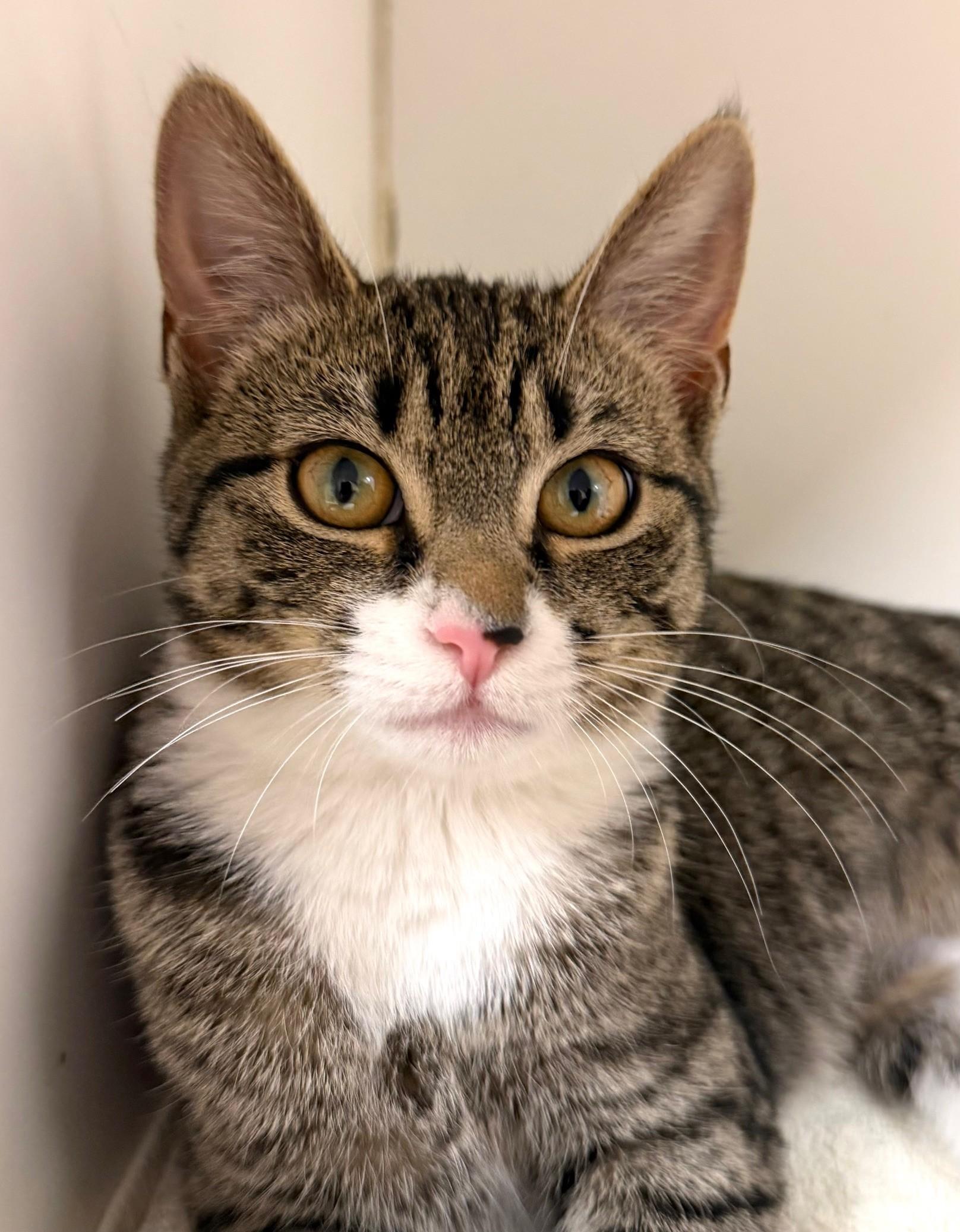 Enlarge Cady Heron, an adopted Domestic Short Hair in Norwalk, CT image 1/2