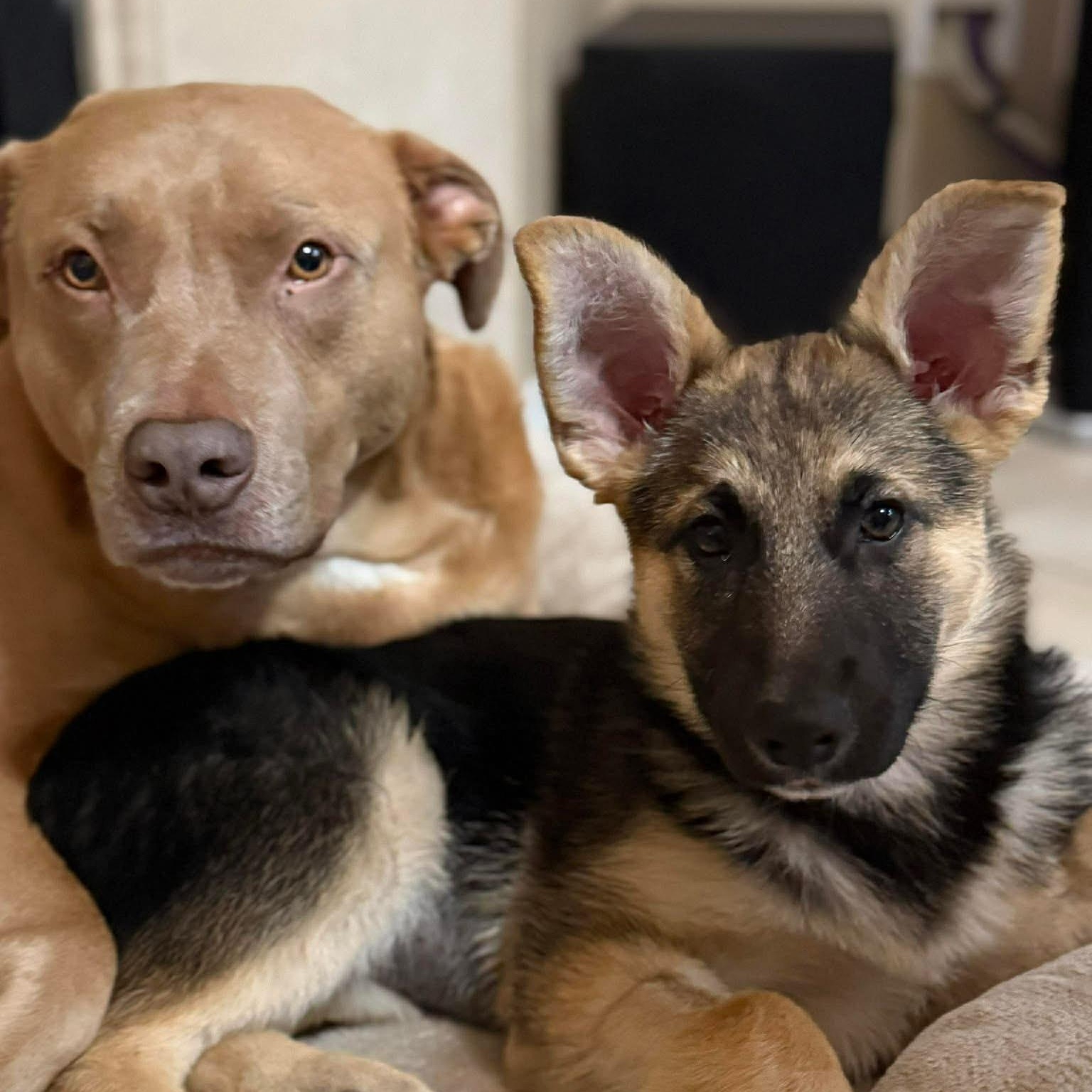 Enlarge Gravy Train McMuffin, a ADOPTABLE mixed breed in Las Vegas, NV image 3/5