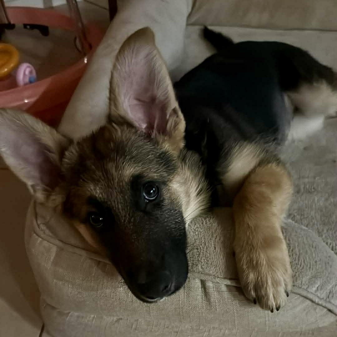 Enlarge Gravy Train McMuffin, a ADOPTABLE mixed breed in Las Vegas, NV image 4/5