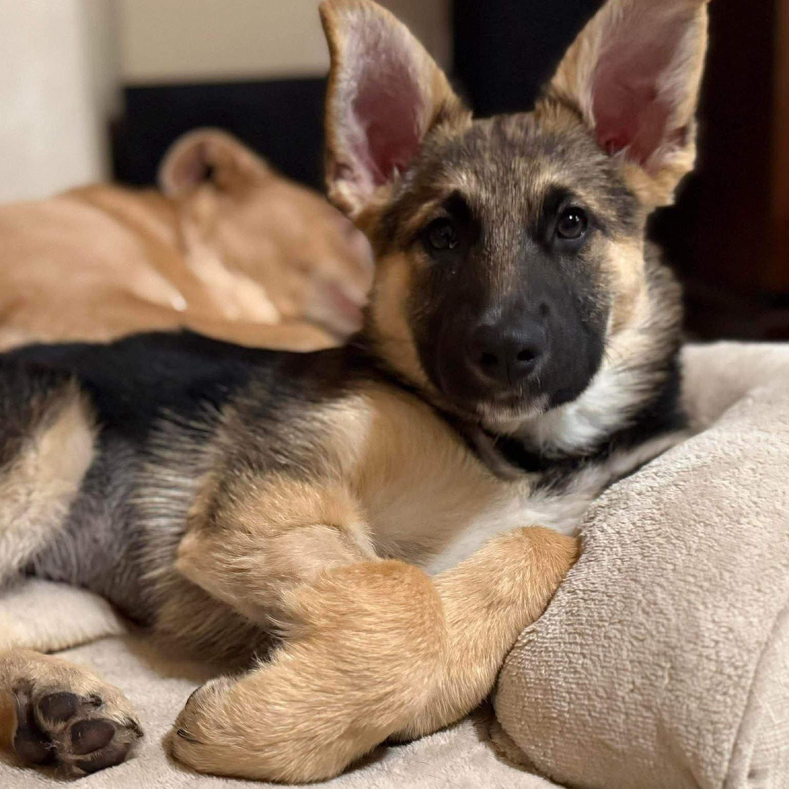Gravy Train McMuffin, ADOPTABLE, Puppy Female German Shepherd Dog.