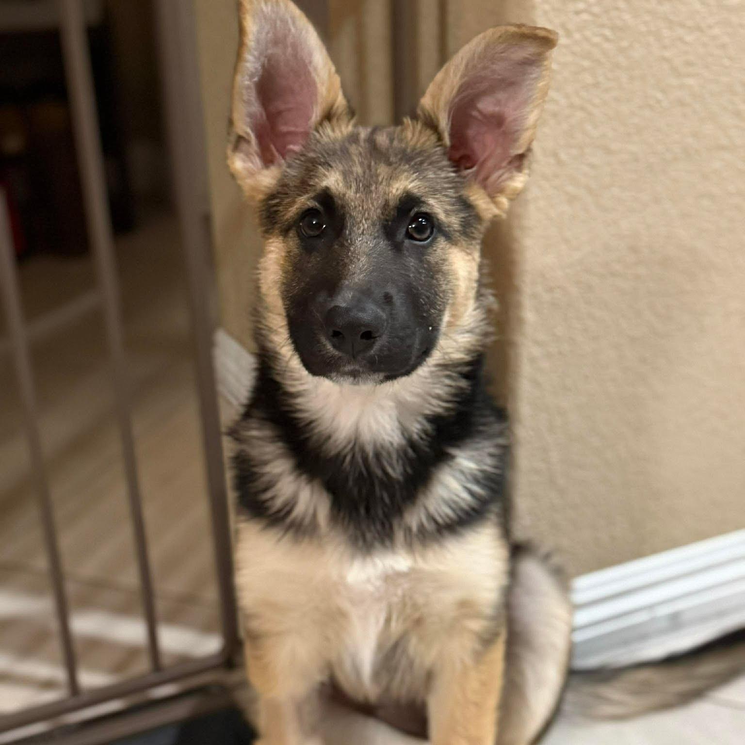 Enlarge Gravy Train McMuffin, a ADOPTABLE mixed breed in Las Vegas, NV image 2/5