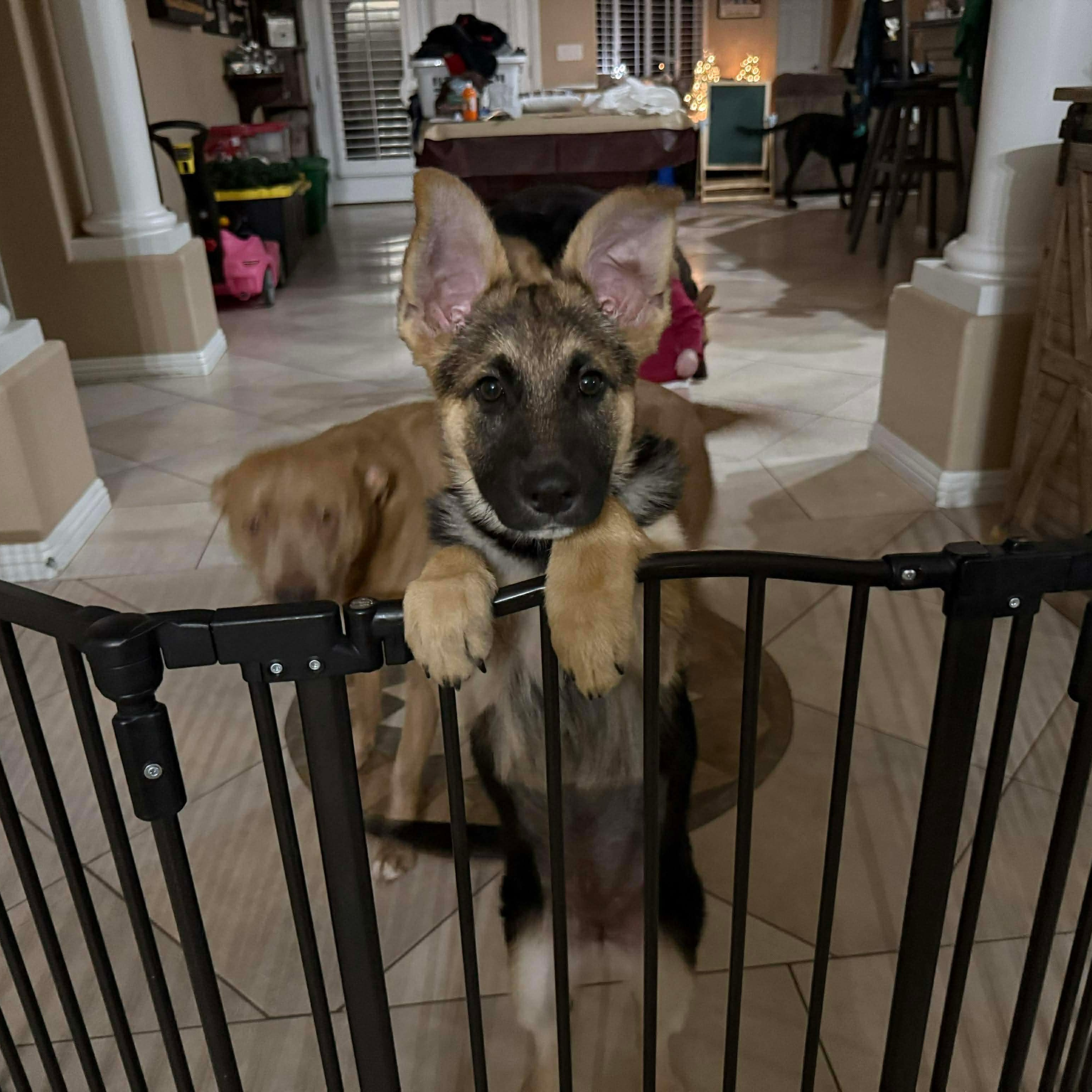 Enlarge Gravy Train McMuffin, a ADOPTABLE mixed breed in Las Vegas, NV image 5/5