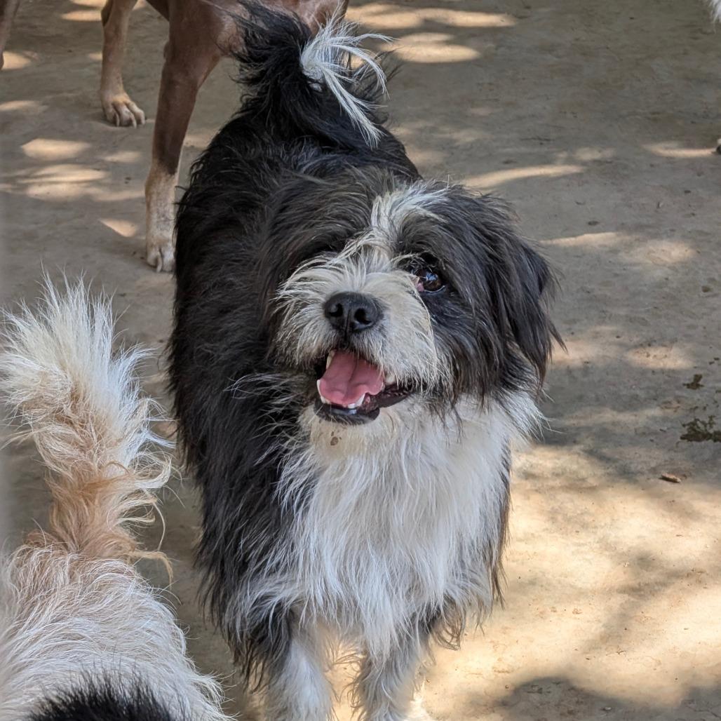 Enlarge Taffy, a Adoptable Wirehaired Terrier in Chico, CA image 1/6