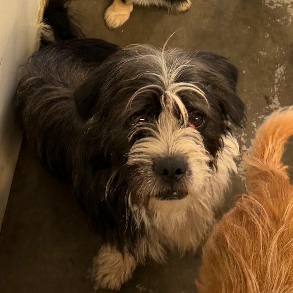 Enlarge Taffy, a Adoptable Wirehaired Terrier in Chico, CA image 2/6