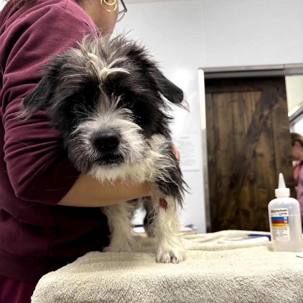 Enlarge Taffy, a Adoptable Wirehaired Terrier in Chico, CA image 3/6