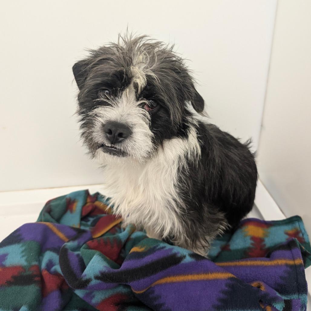Enlarge Taffy, a Adoptable Wirehaired Terrier in Chico, CA image 4/6