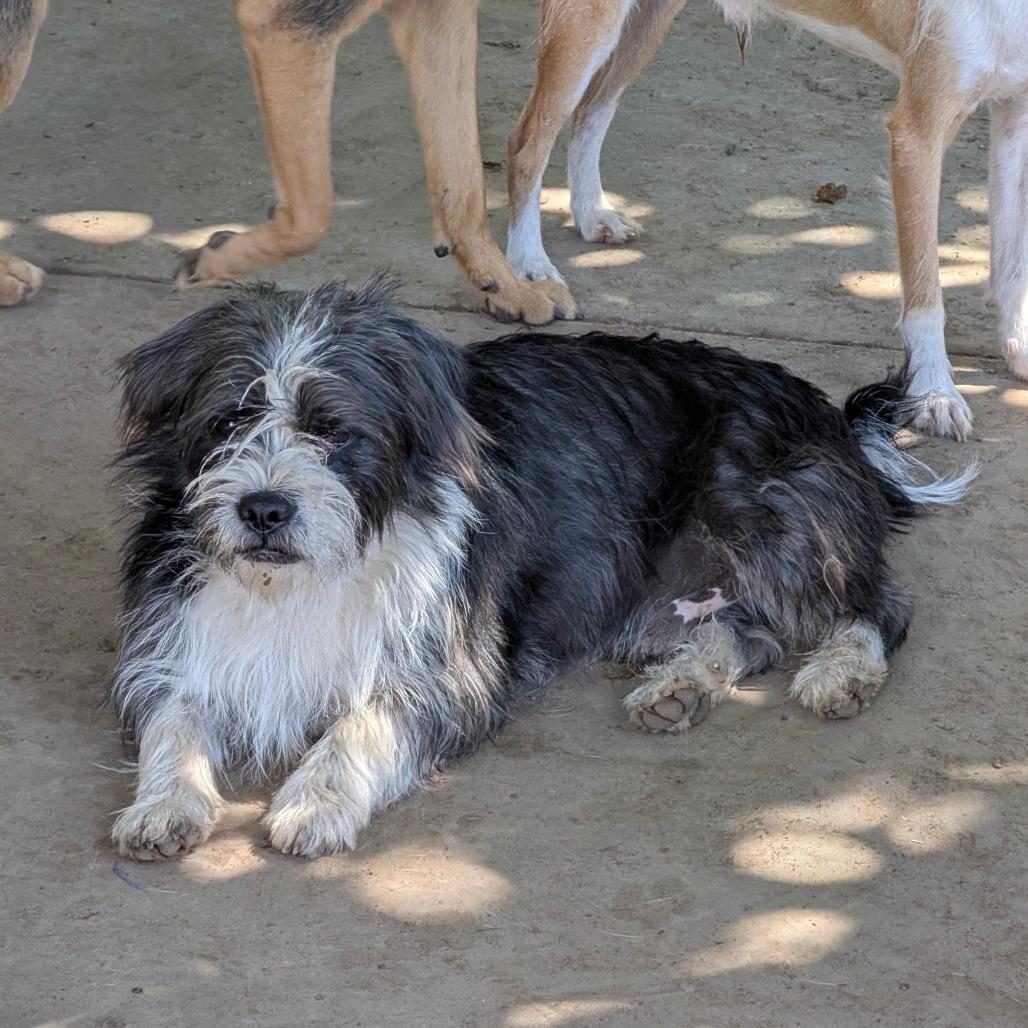 Enlarge Taffy, a Adoptable Wirehaired Terrier in Chico, CA image 5/6