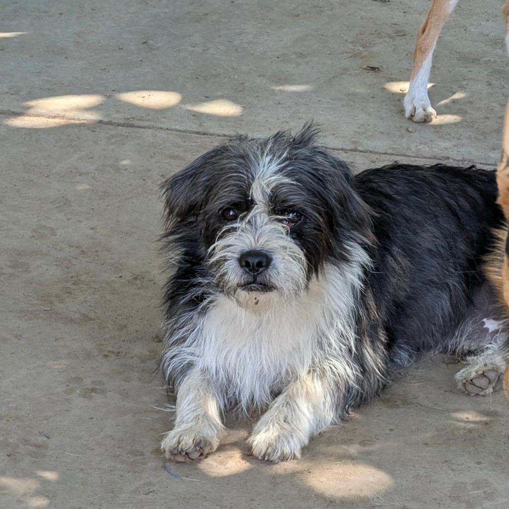 Enlarge Taffy, a Adoptable Wirehaired Terrier in Chico, CA image 6/6