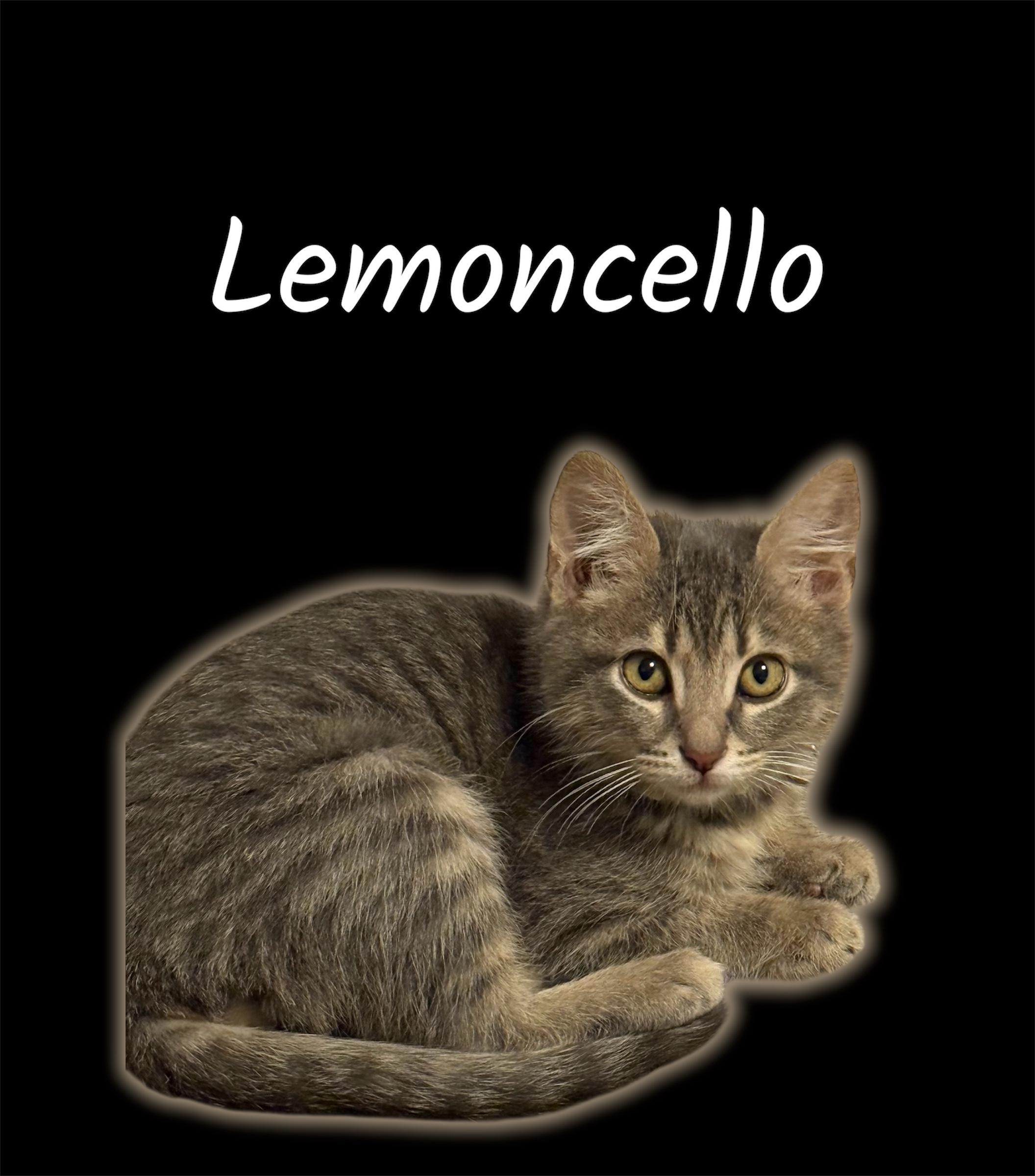 Lemoncello, ADOPTABLE, Kitten Male Domestic Short Hair.