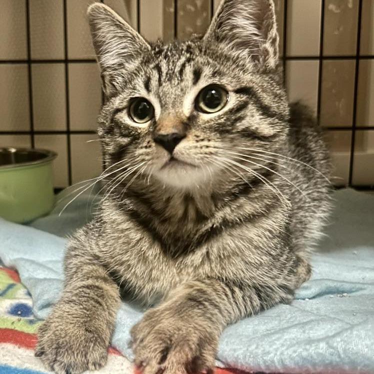 Rootbeer - Rooty LaGiglia