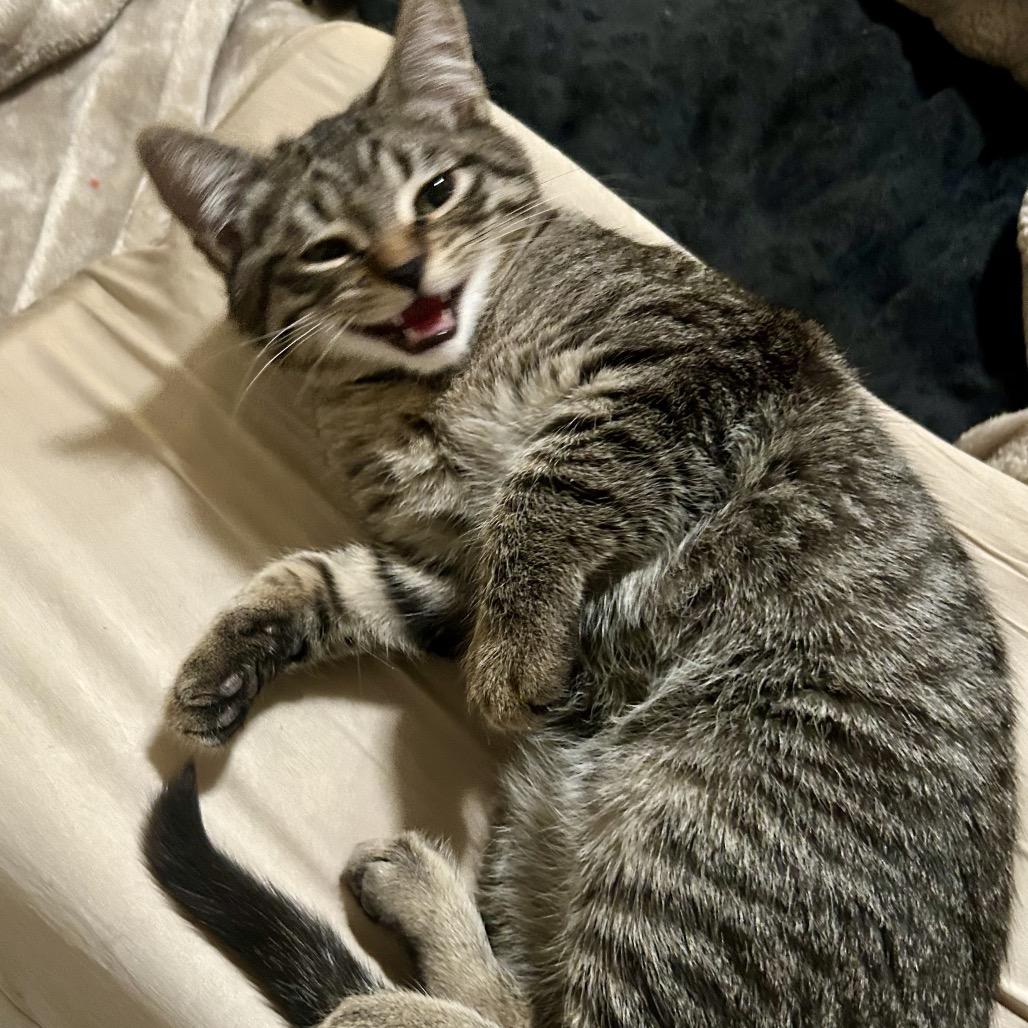 Rootbeer - Rooty LaGiglia — thumbnail 3