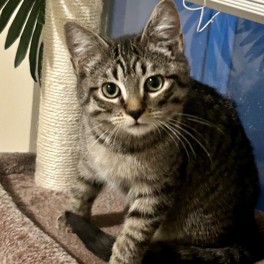 Rootbeer - Rooty LaGiglia — thumbnail 4