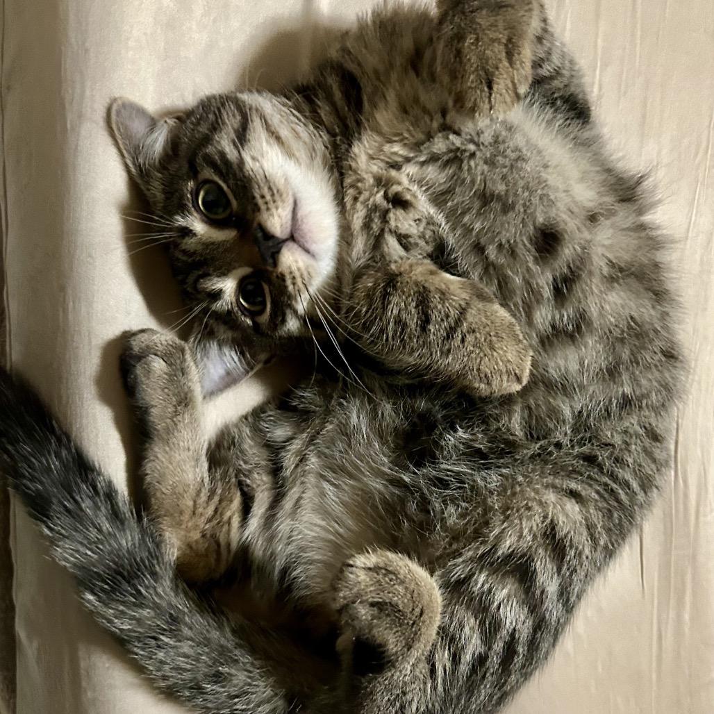 Rootbeer - Rooty LaGiglia — thumbnail 5