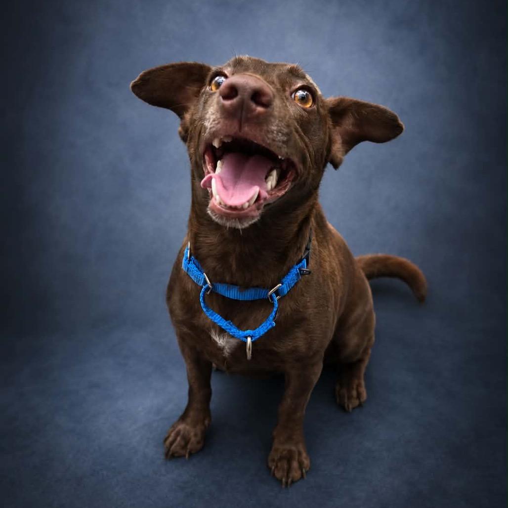 Enlarge Brownie (Mama dog), a Adoptable mixed breed in Newport, TN image 3/3