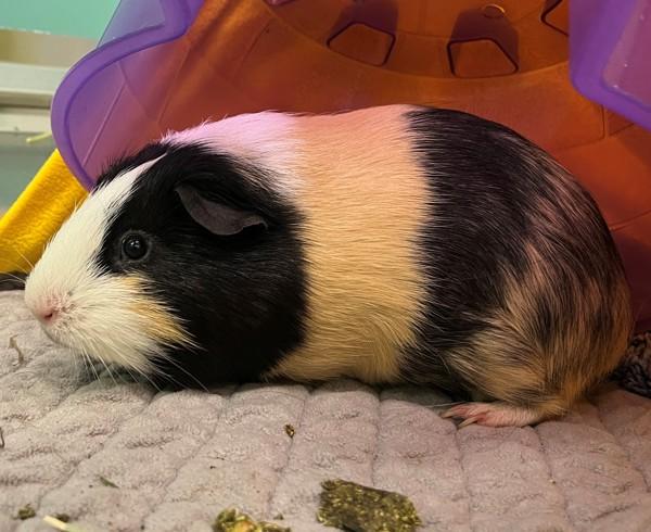 Piggy, Adoptable, Young Male Guinea Pig.