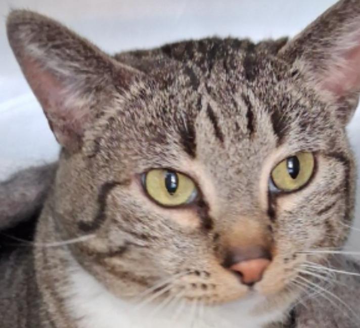 Sweetie, ADOPTABLE, Adult Female Domestic Short Hair.