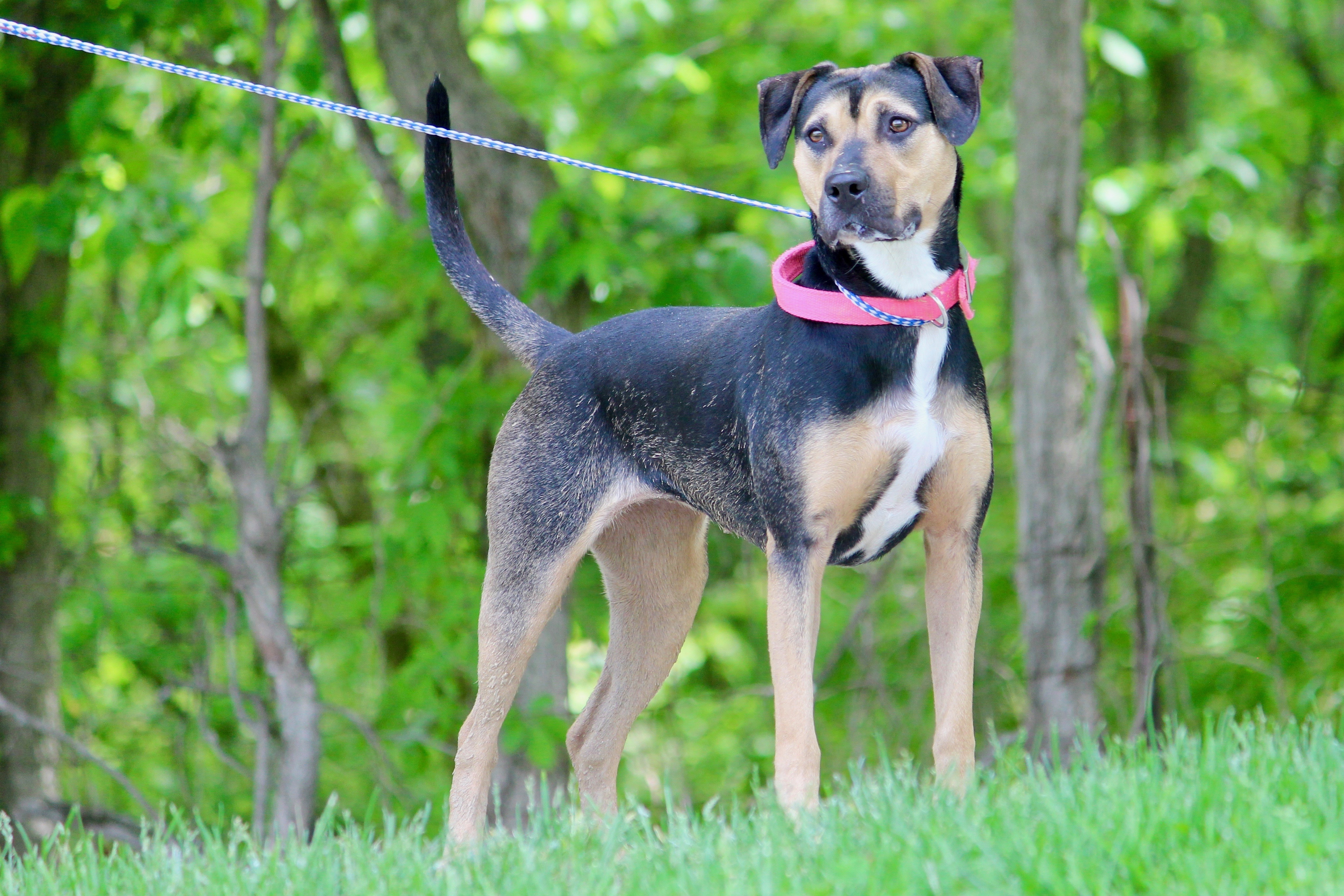 SANTANA, Adult Female Hound