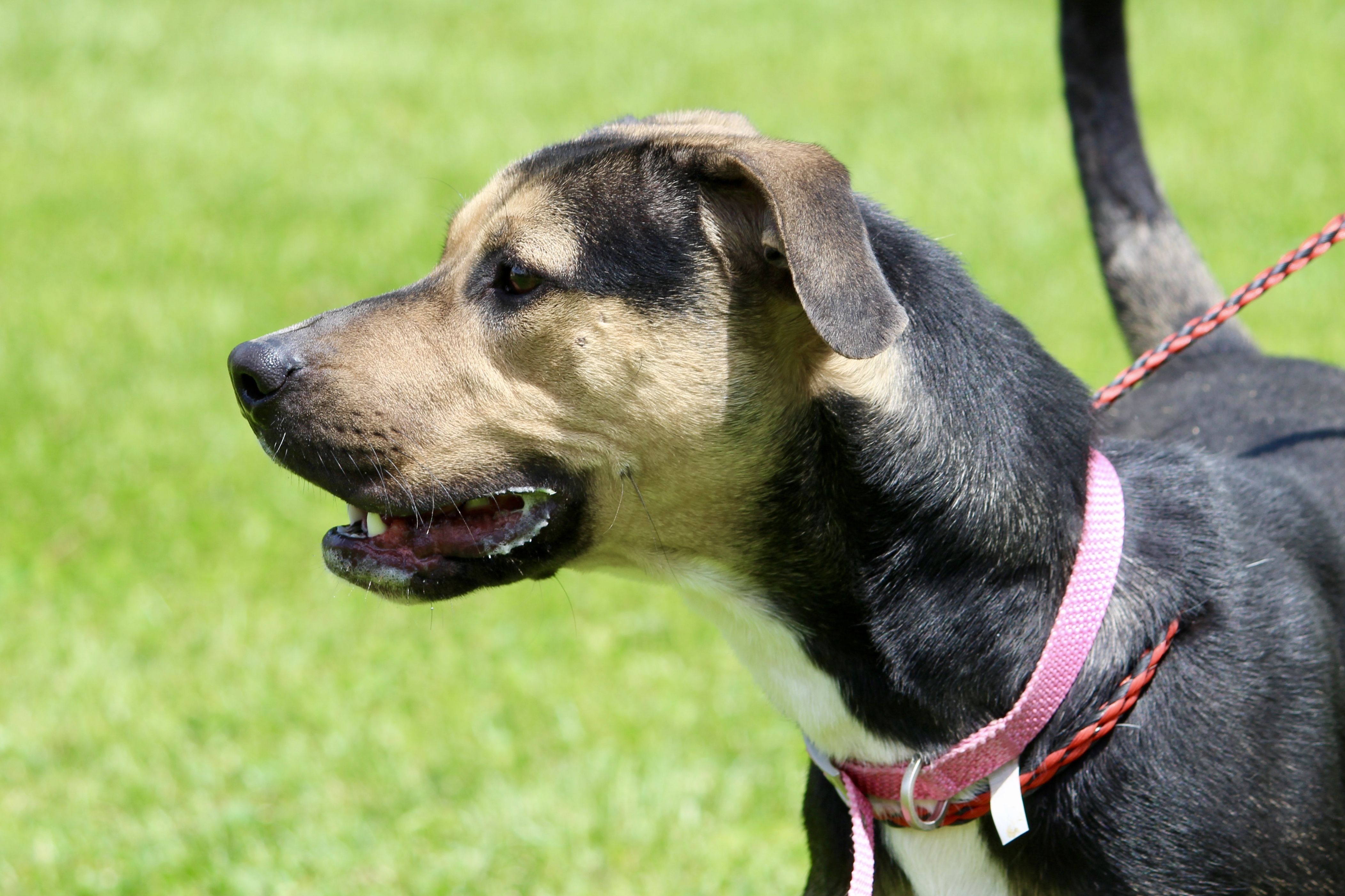 SANTANA, a Adoptable mixed breed in Brazil, IN image 2/12