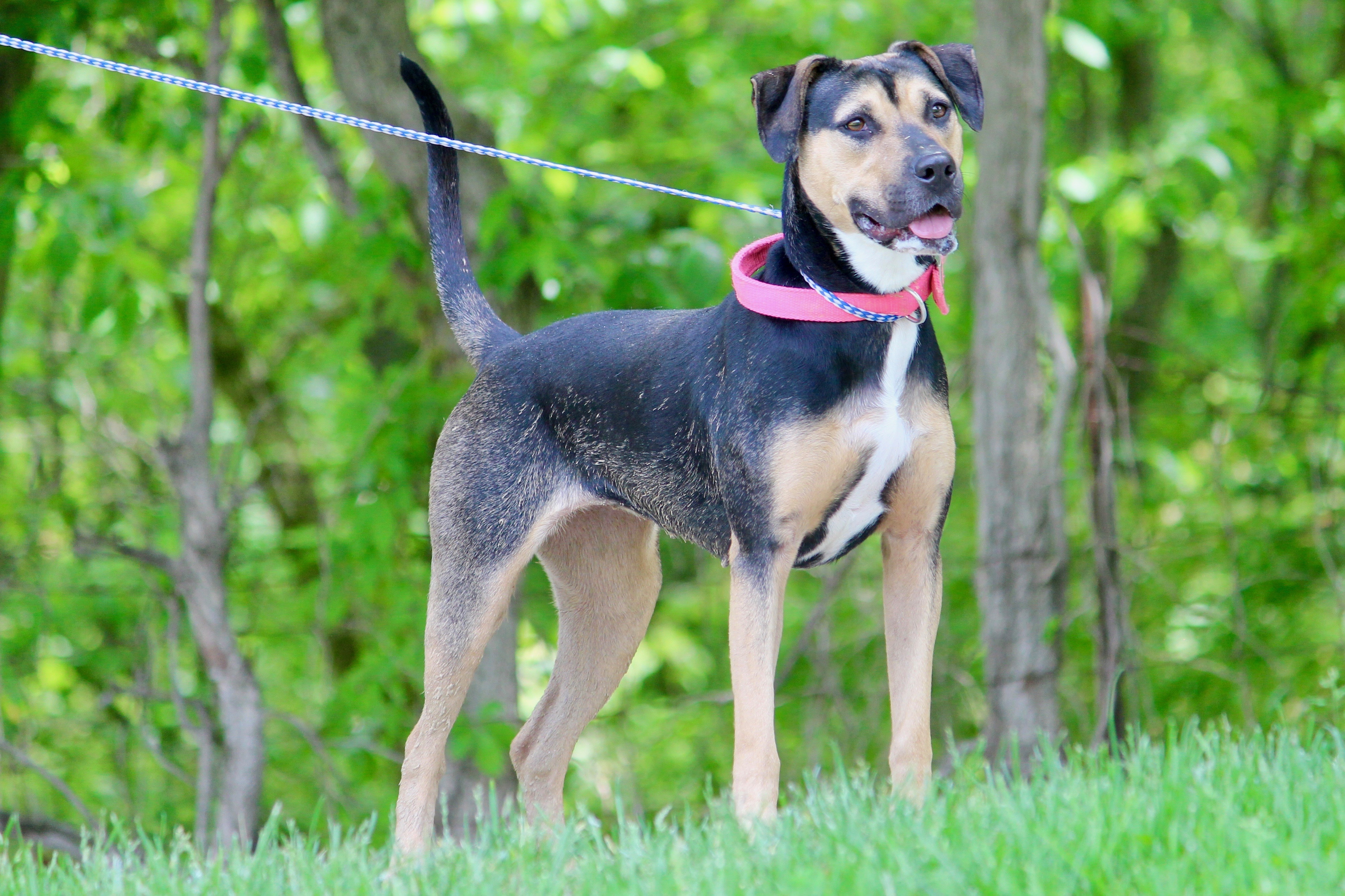 SANTANA, a Adoptable mixed breed in Brazil, IN image 3/12