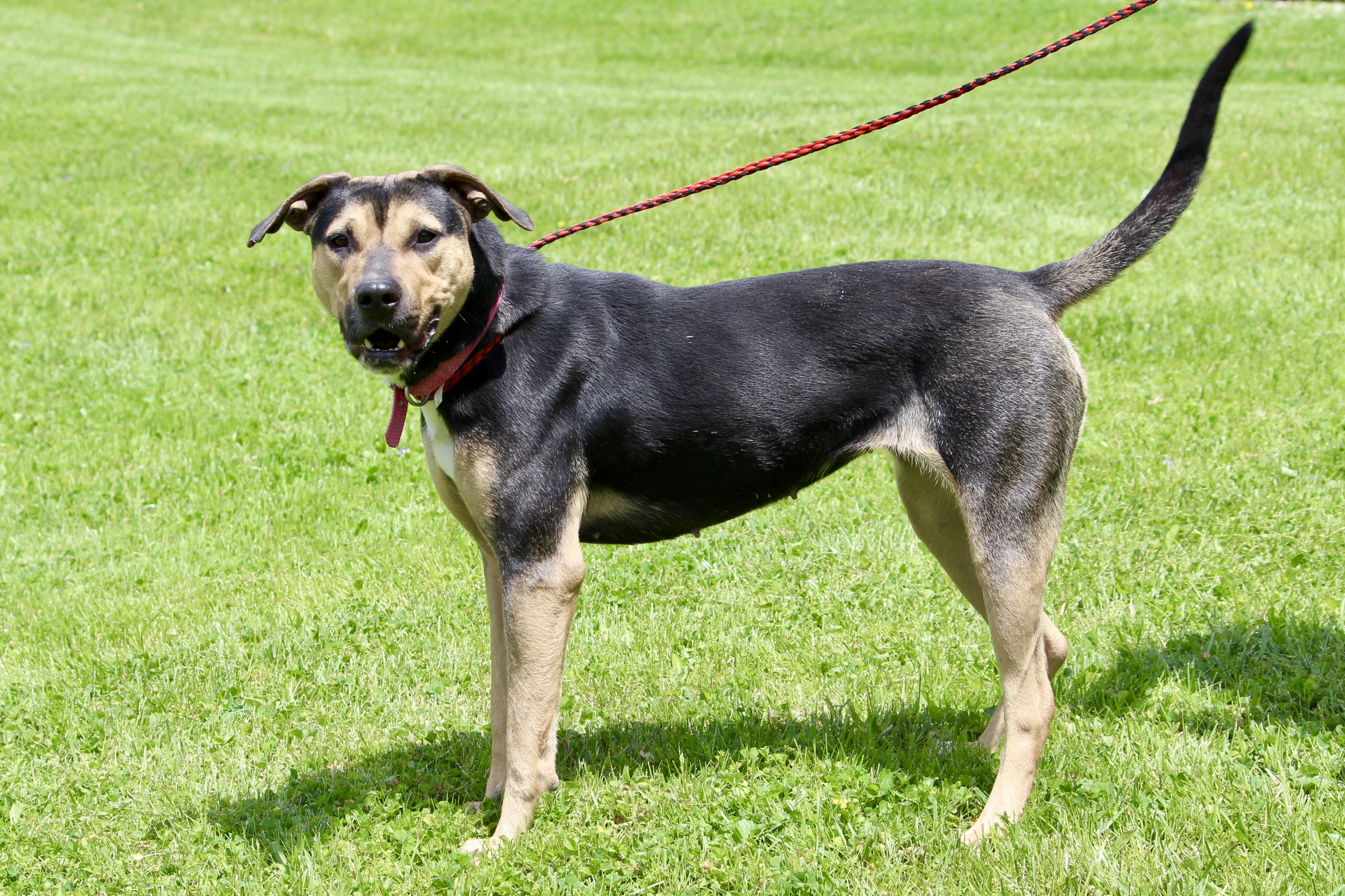 SANTANA, a Adoptable mixed breed in Brazil, IN image 4/12