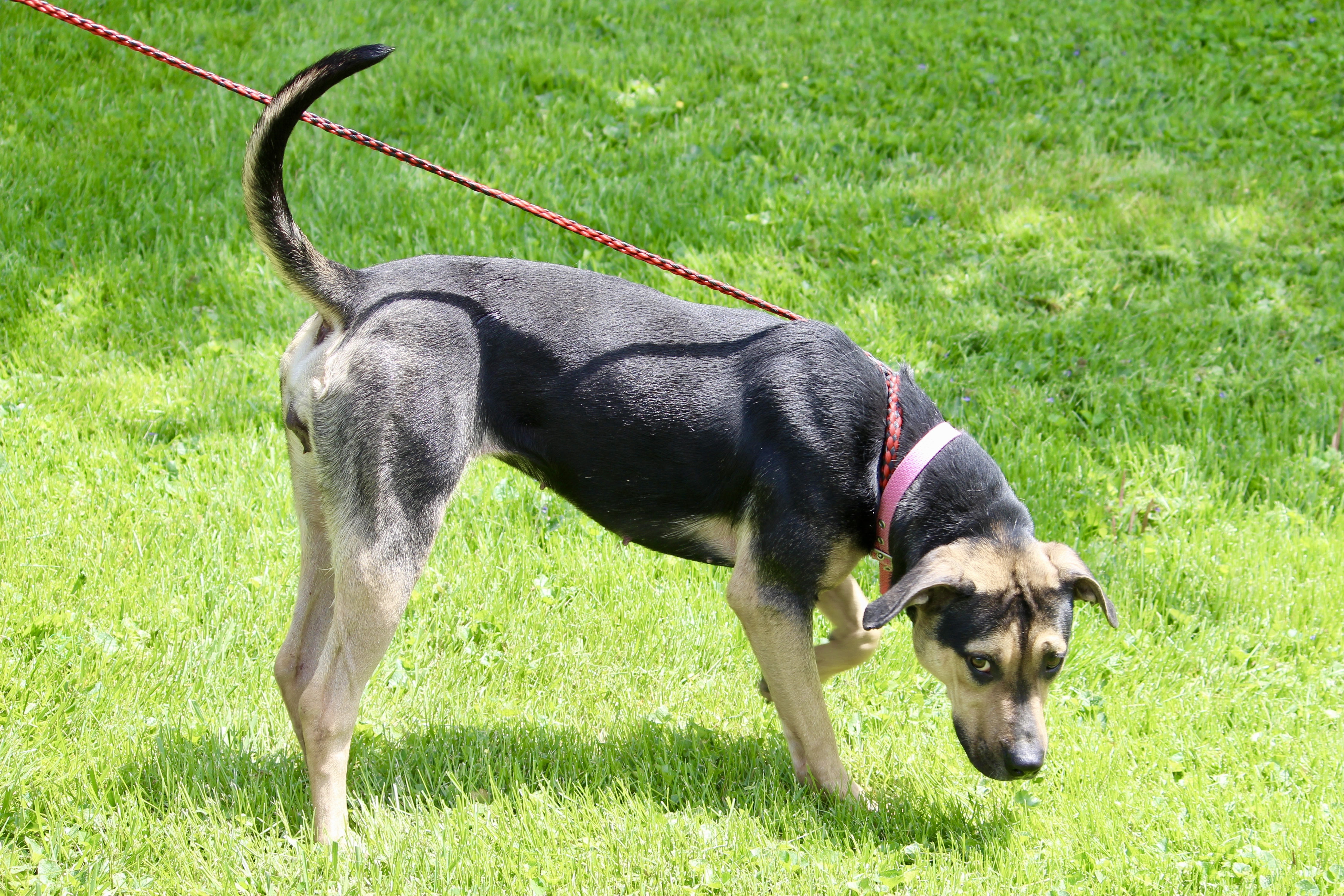 SANTANA, a Adoptable mixed breed in Brazil, IN image 6/12