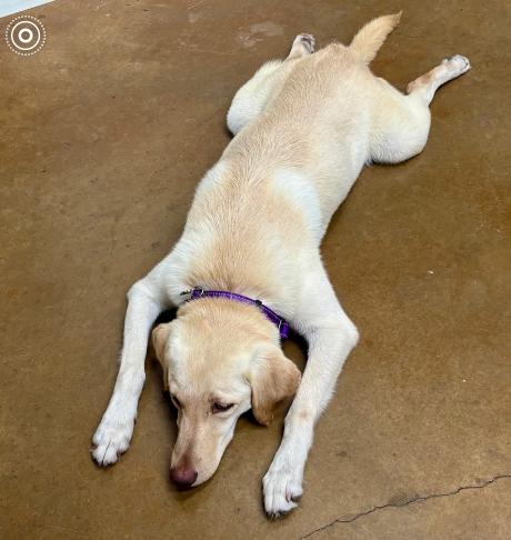 Craiggey / Jojo, a Adoptable mixed breed in Broomfield, CO image 1/6