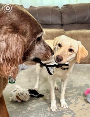 Craiggey / Jojo, a Adoptable mixed breed in Broomfield, CO image 5/6