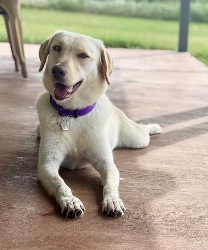 Craiggey / Jojo, a Adoptable mixed breed in Broomfield, CO image 6/6