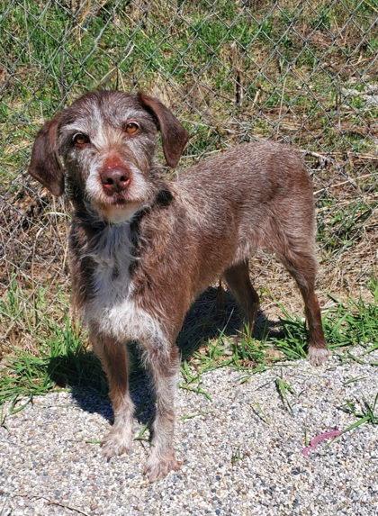 Freya (7011), Adopted, Adult Female German Wirehaired Pointer.