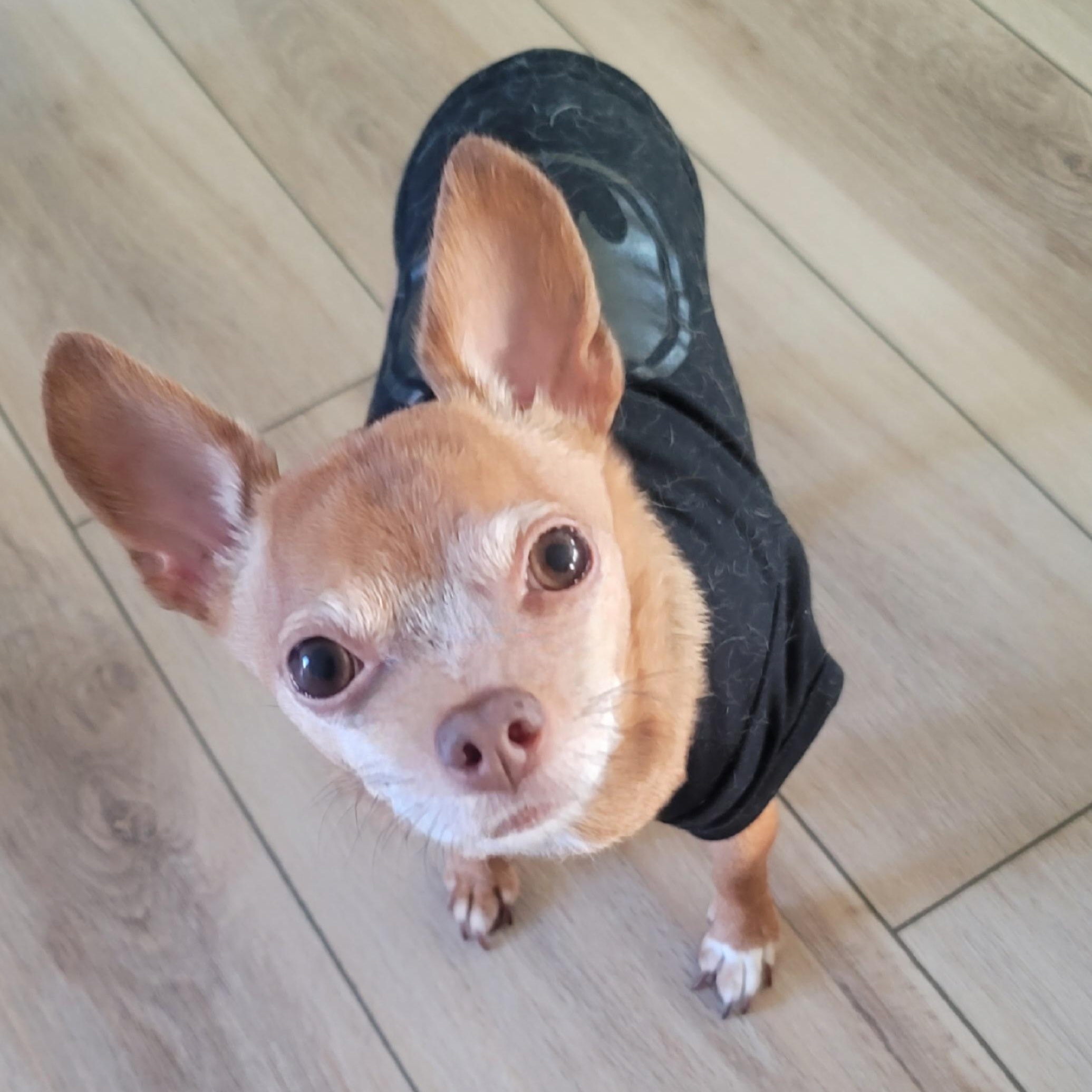Kepi, ADOPTABLE, Adult Male Miniature Pinscher.