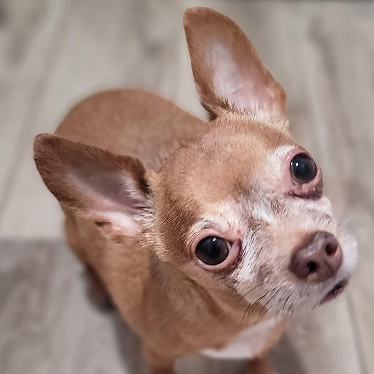 Kepi, ADOPTABLE, Adult Male Miniature Pinscher.