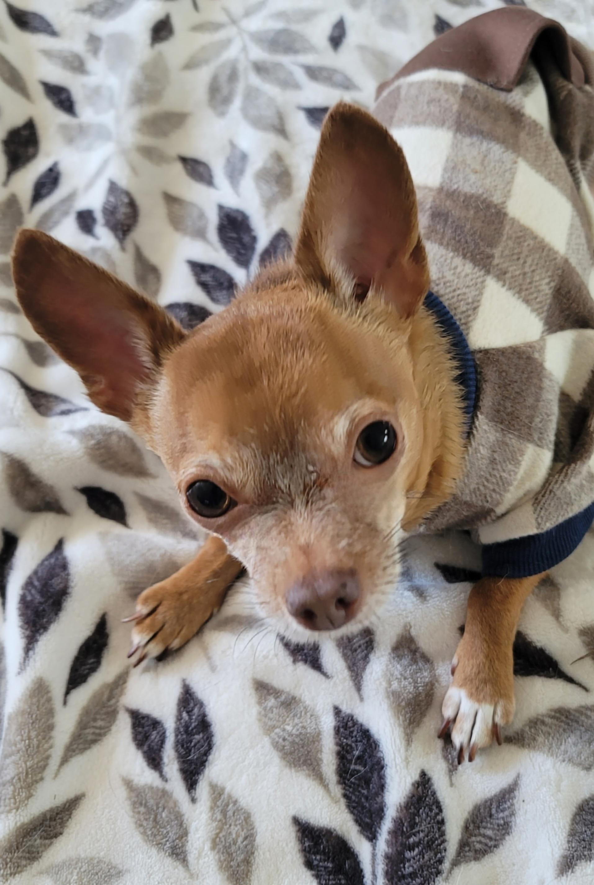 Enlarge Kepi, a ADOPTABLE mixed breed in Midlothian, VA image 2/3