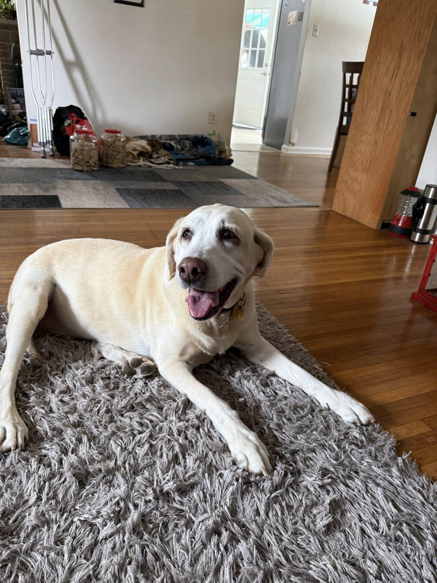 Enlarge Pearl, a ADOPTABLE Labrador Retriever in Warrington, PA image 2/6